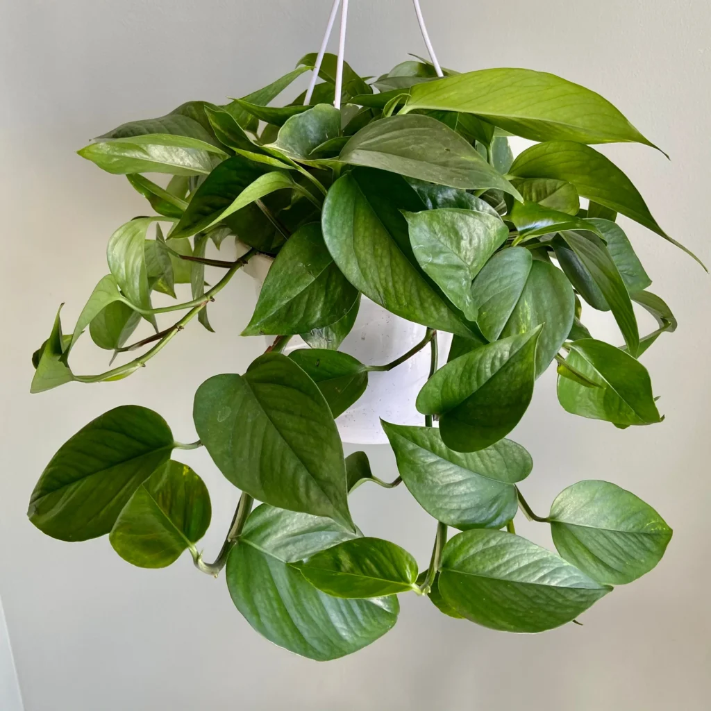 Jade Pothos: Mastering the Care of This Adaptable Green Beauty