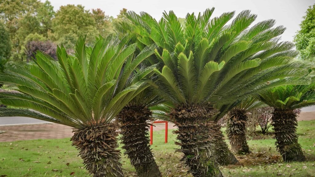 Categories: Houseplants, Tropical Plants, Cycads, Ornamental Plants, Slow-Growing Plants Sago Palm, Cycas revoluta, living fossil, ornamental cycad, tropical houseplant