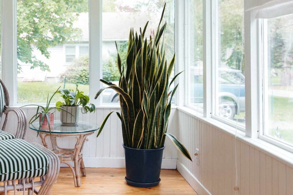 Snake Plant: The Indestructible Beauty - Ultimate Care Guide