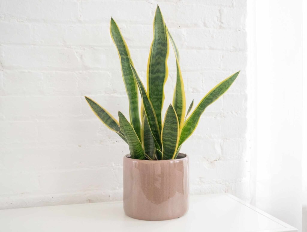 Snake Plant: The Indestructible Beauty - Ultimate Care Guide