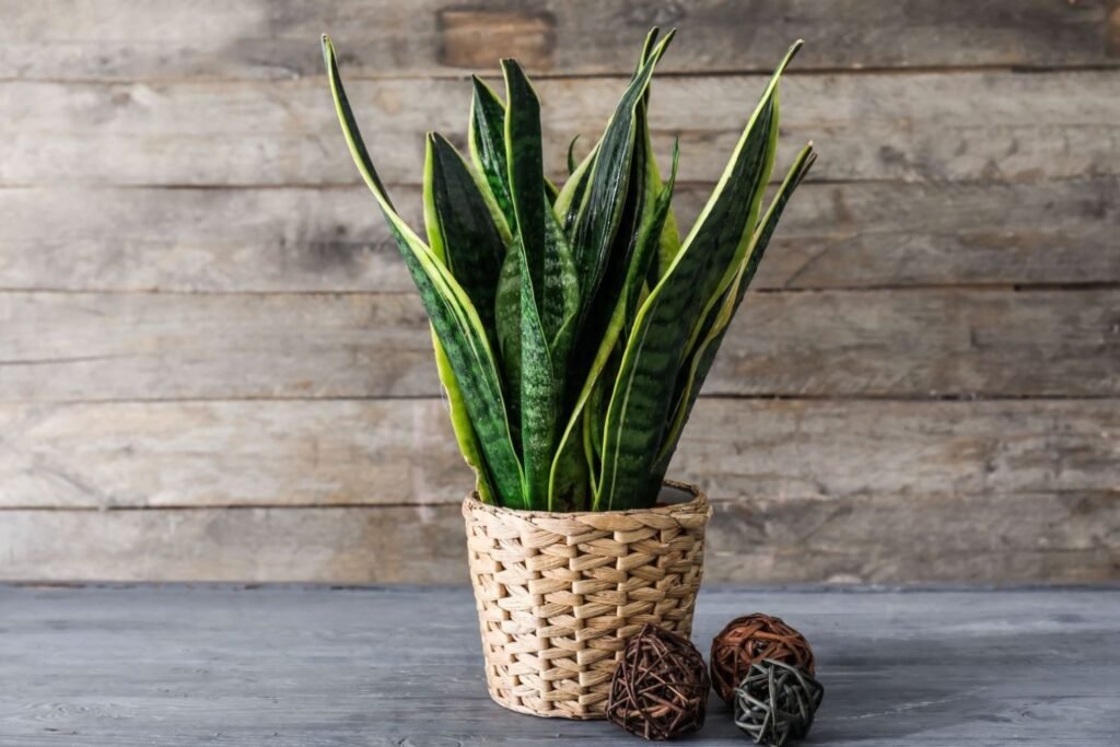 Snake Plant: The Indestructible Beauty - Ultimate Care Guide