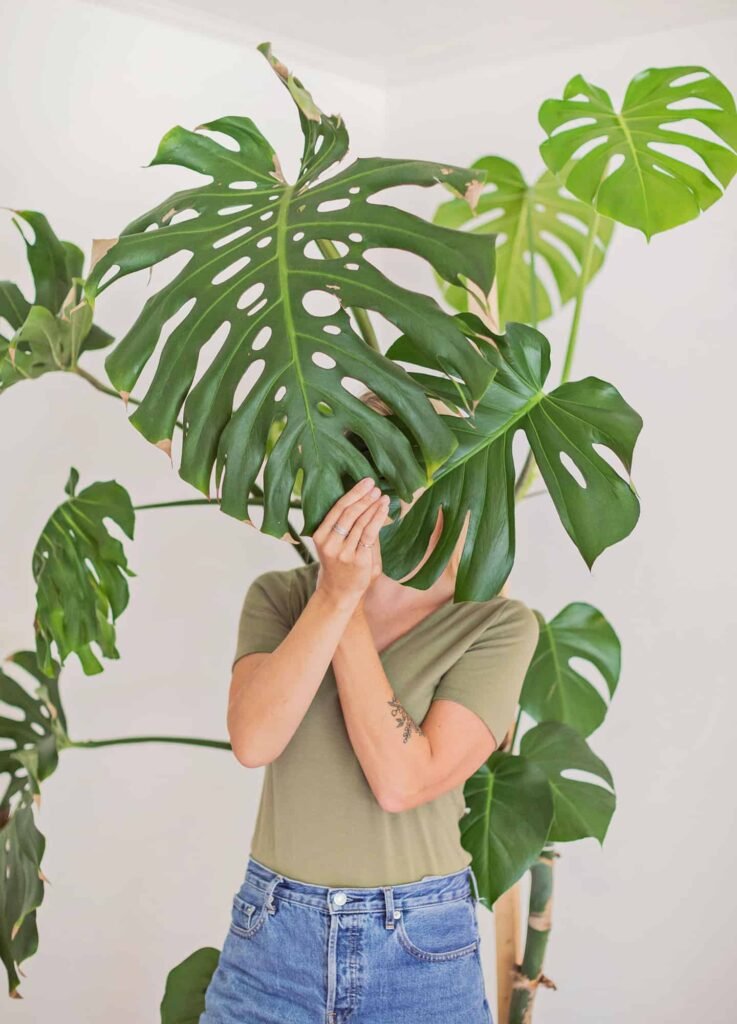 Monstera Deliciosa: The Swiss Cheese Plant - A Complete Care Guide