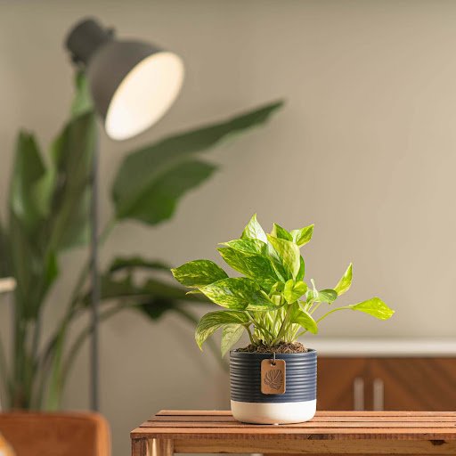 Jade Pothos: Mastering the Care of This Adaptable Green Beauty