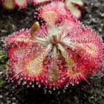 Australian Sundew: A Comprehensive Guide to Growing and Caring for Drosera