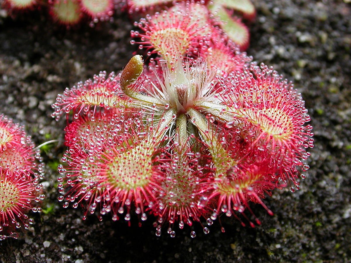 Australian Sundew: A Comprehensive Guide to Growing and Caring for Drosera