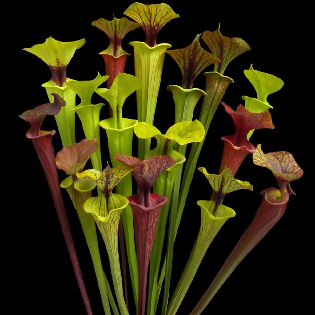 Yellow Pitcher Plant: A Comprehensive Guide to Care and Cultivation