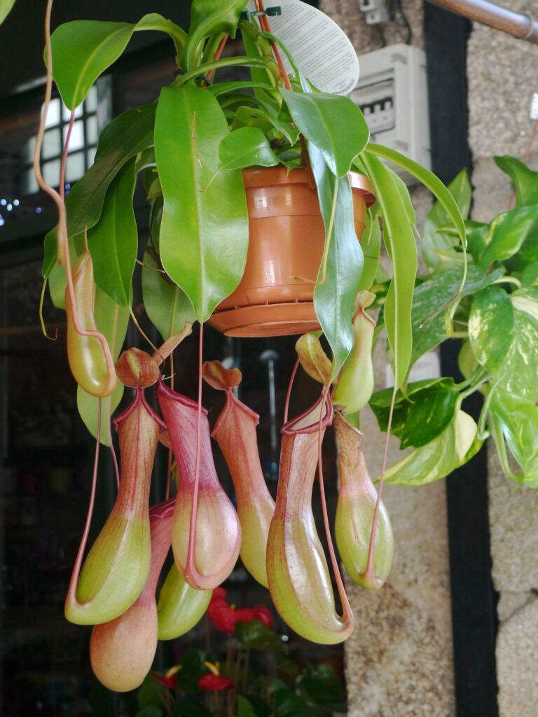 Cultivating the Enigmatic Pitcher Plant: Insights into Care, Propagation, and Ecological Impact