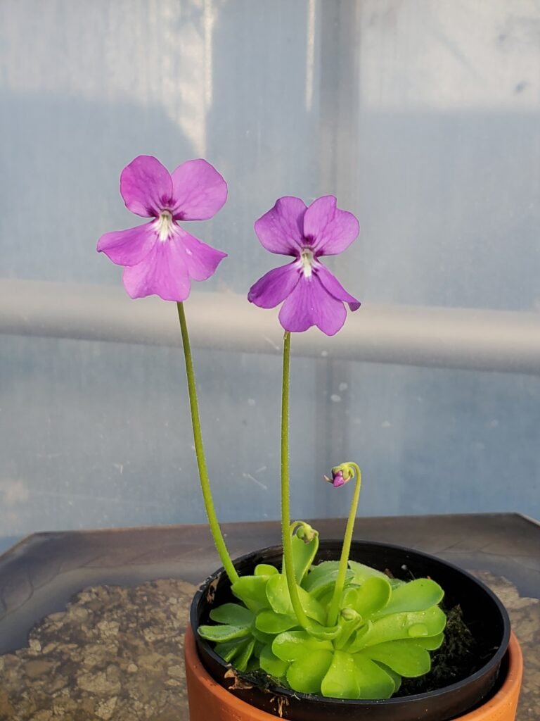 Butterwort: A Comprehensive Guide to Growing and Caring for Pinguicula