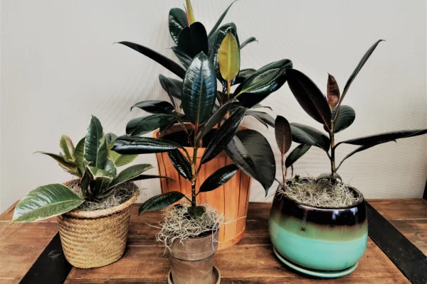 The Timeless Appeal of the Rubber Plant: Beauty Meets Functionality