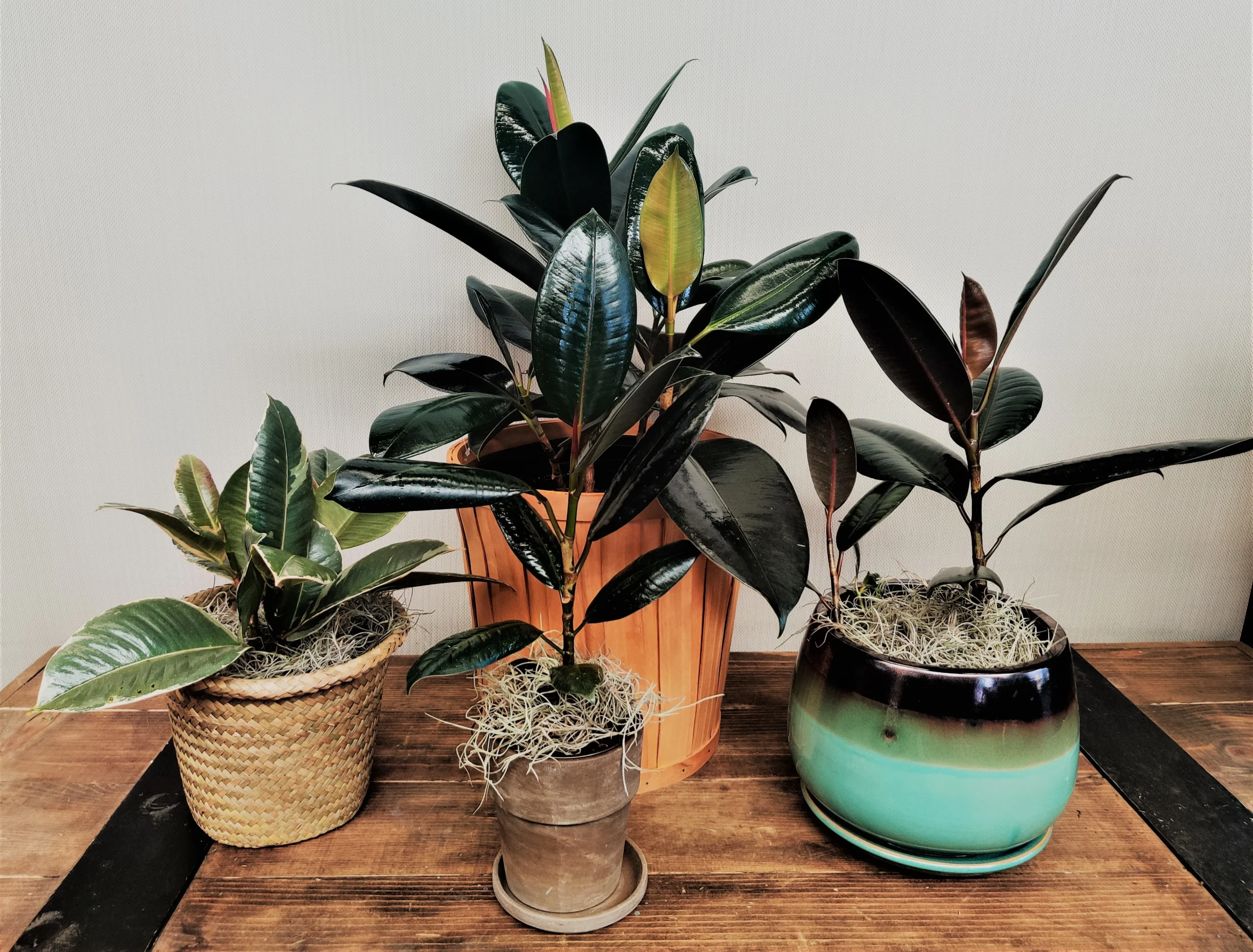 The Timeless Appeal of the Rubber Plant: Beauty Meets Functionality