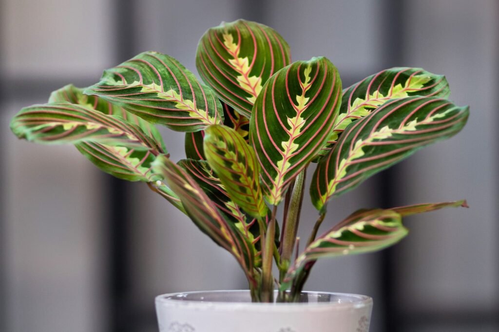 Prayer Plant: An In-Depth Guide to Maranta leuconeura