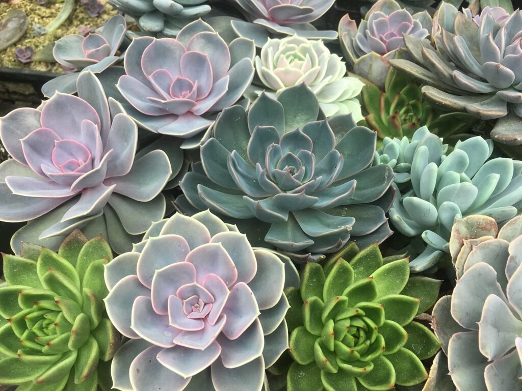 Succulents: The Ultimate Guide to Cultivating Low-Maintenance Wonders