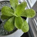 Butterwort: A Comprehensive Guide to Growing and Caring for Pinguicula