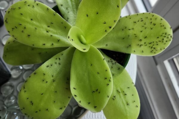 Butterwort: A Comprehensive Guide to Growing and Caring for Pinguicula