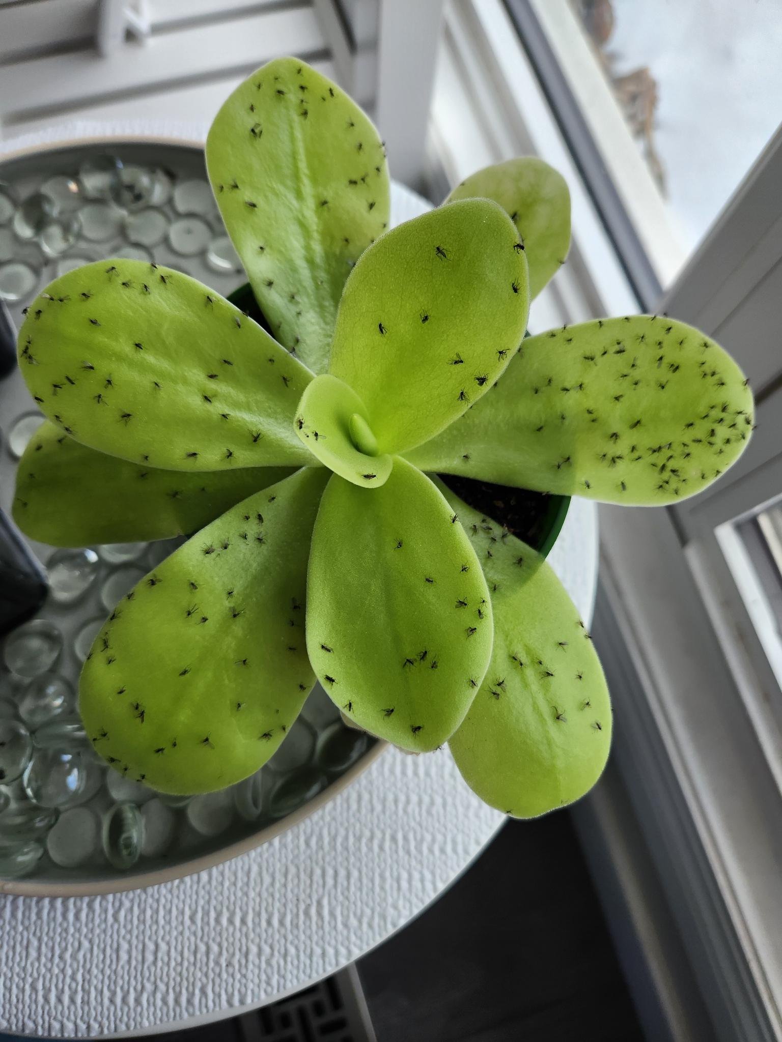 Butterwort: A Comprehensive Guide to Growing and Caring for Pinguicula