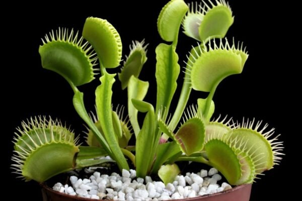 Venus Flytrap: A Comprehensive Guide to Care and Cultivation