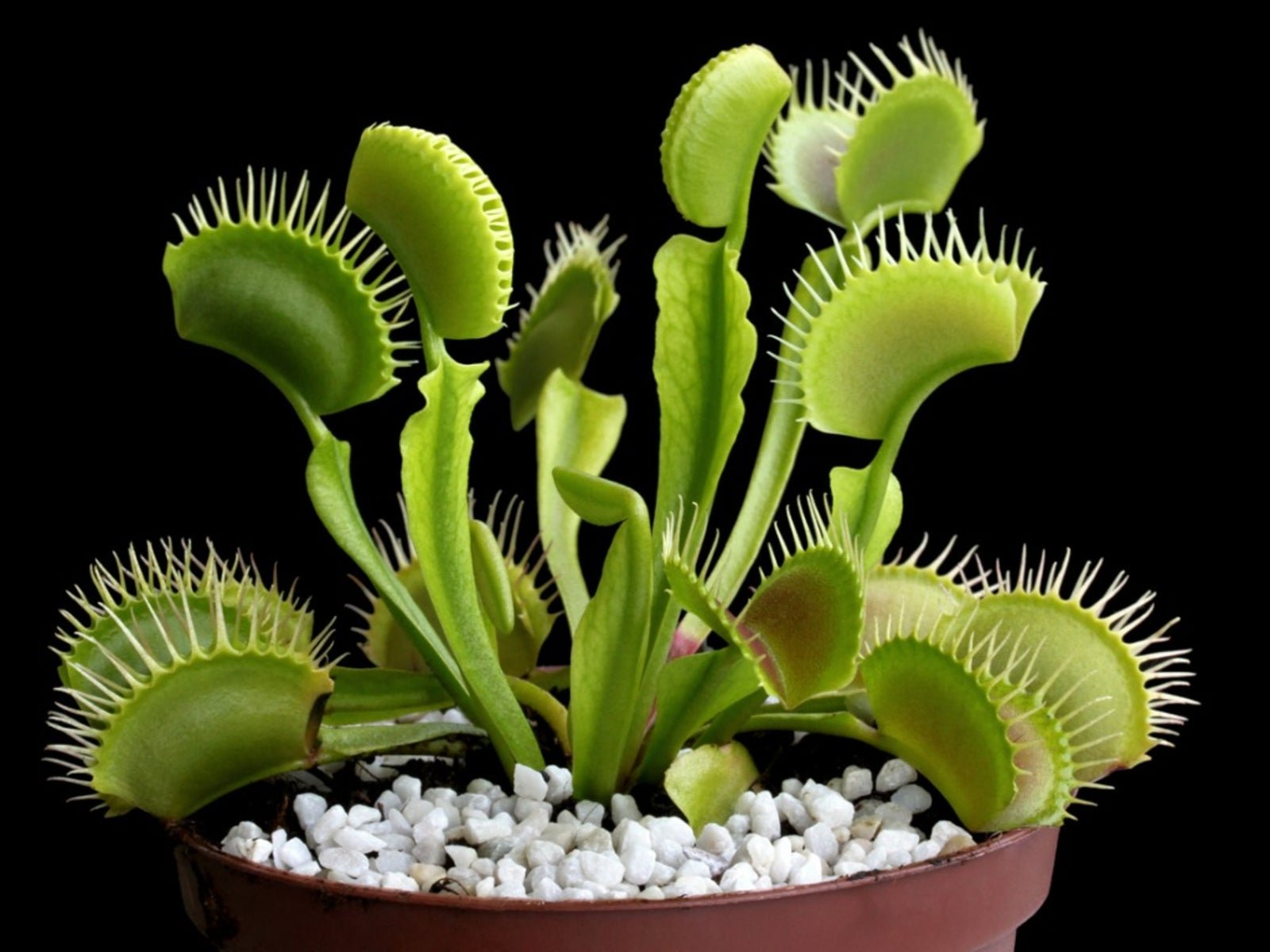 Venus Flytrap: A Comprehensive Guide to Care and Cultivation