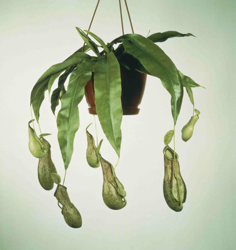 Monkey Cup: A Detailed Guide to Growing and Caring for Nepenthes