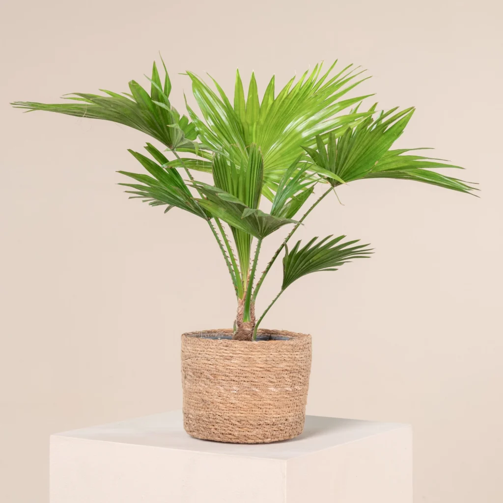 Footstool Palm: A Comprehensive Guide to Growing and Caring for Licuala grandis