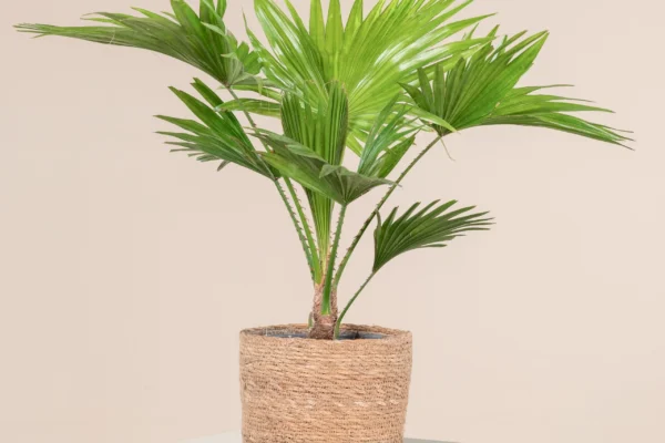 Footstool Palm: A Comprehensive Guide to Growing and Caring for Licuala grandis