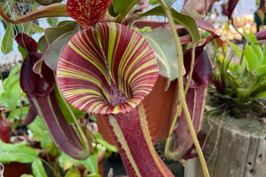 Cultivating the Enigmatic Pitcher Plant: Insights into Care, Propagation, and Ecological Impact