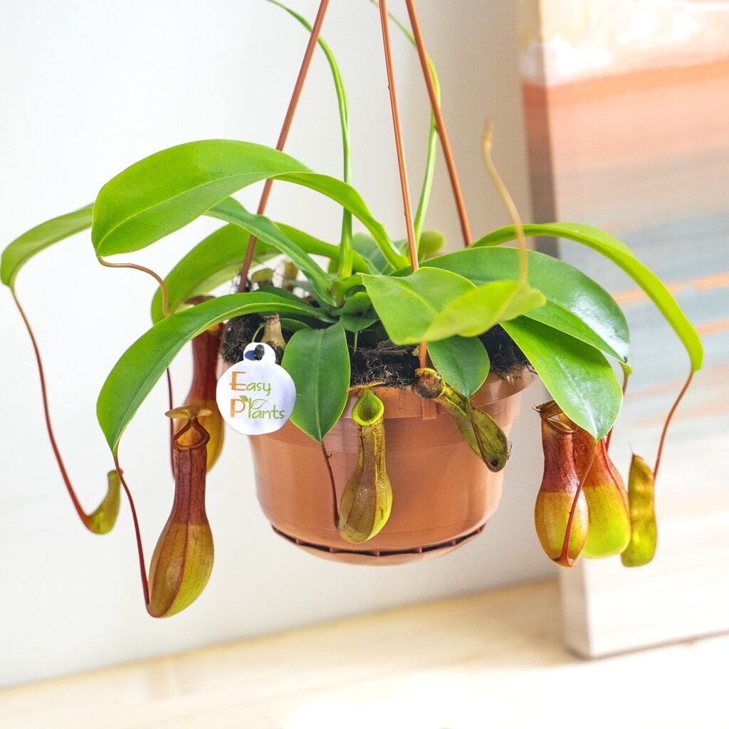 Monkey Cup: A Detailed Guide to Growing and Caring for Nepenthes