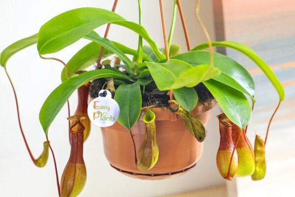 Monkey Cup: A Detailed Guide to Growing and Caring for Nepenthes