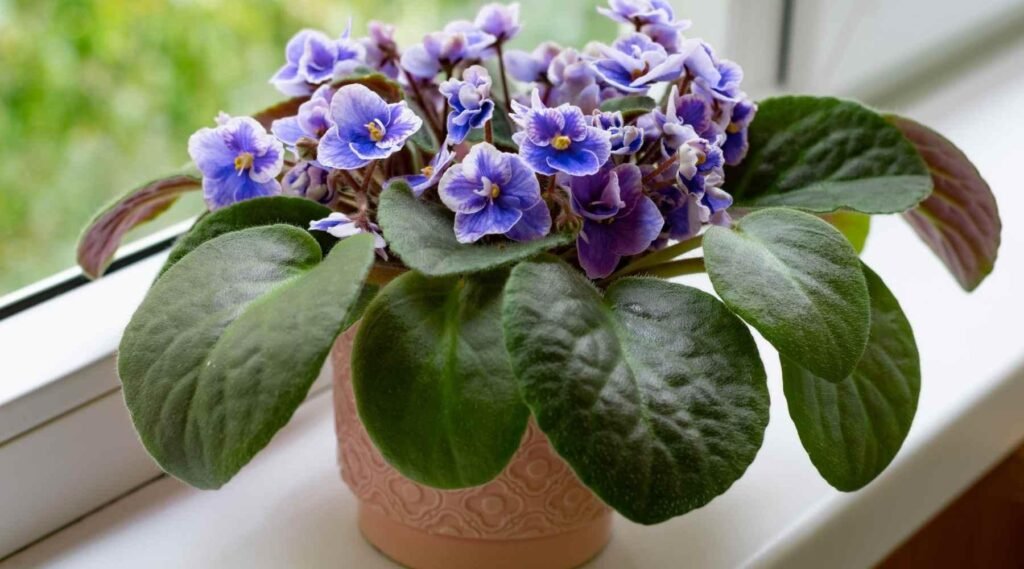 Nurturing the Delicate Beauty of African Violets: Strategies for Growth and Bloom