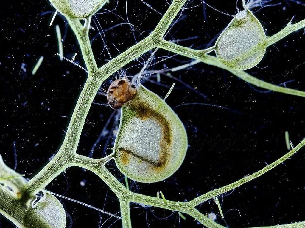 Big Floating Bladderwort: A Comprehensive Guide to Cultivating Utricularia inflata