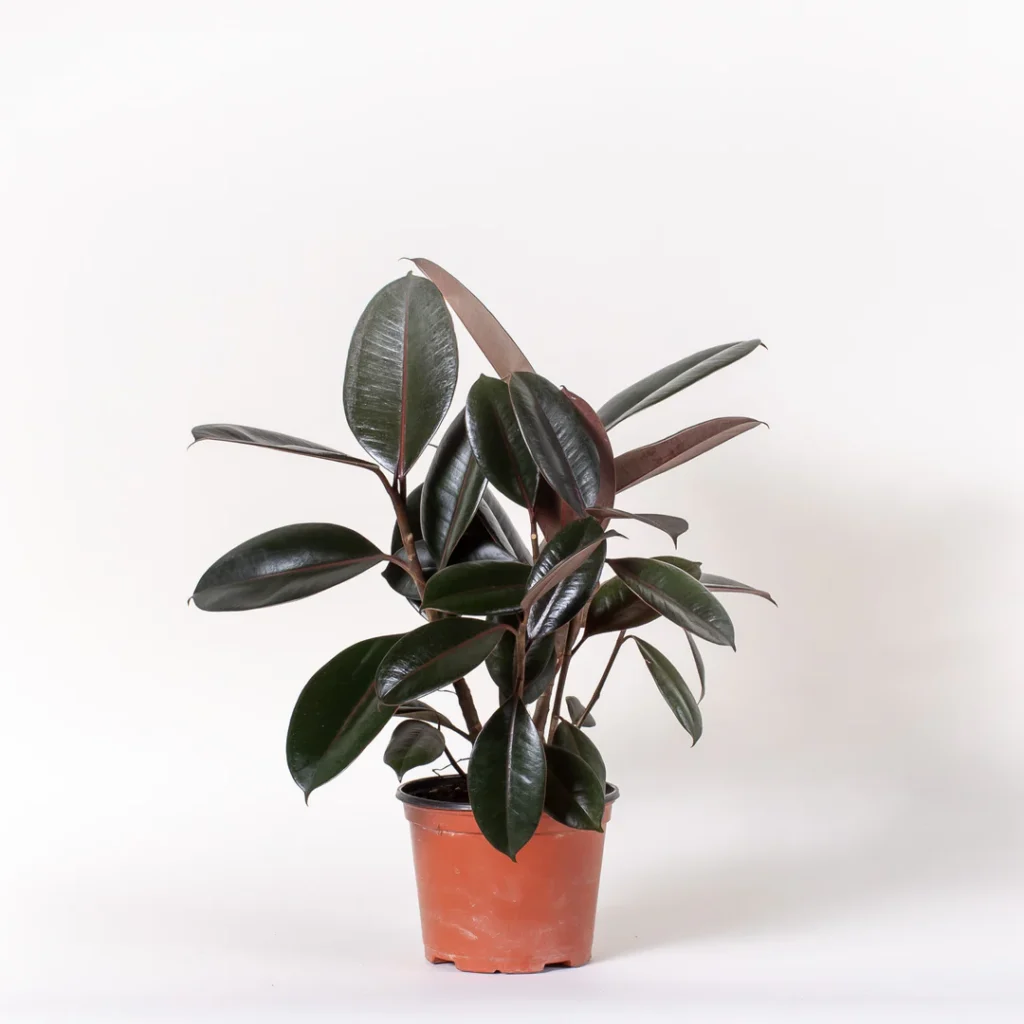 The Timeless Appeal of the Rubber Plant: Beauty Meets Functionality