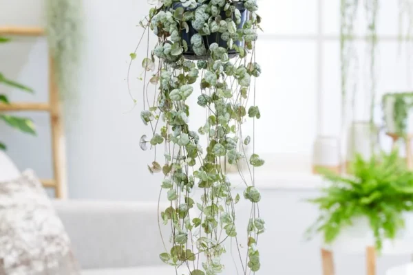 Discovering the Elegance of String of Hearts: Comprehensive Care, Propagation, and Decorating Tips