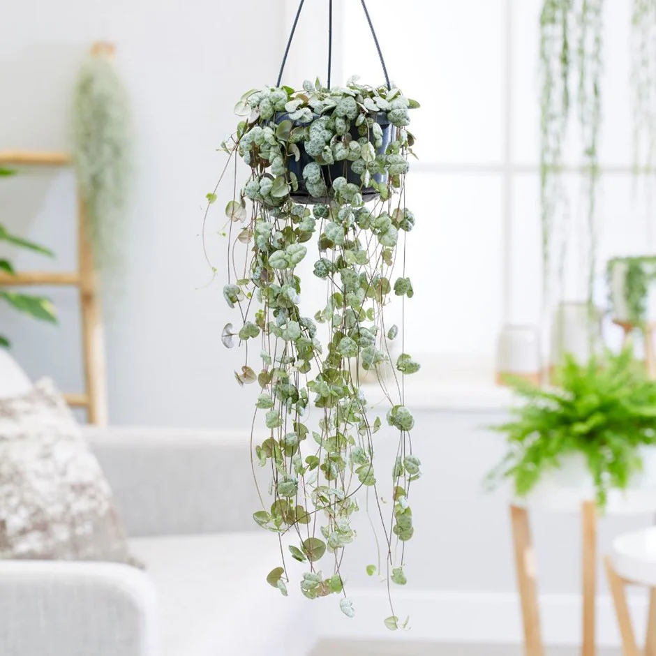 Discovering the Elegance of String of Hearts: Comprehensive Care, Propagation, and Decorating Tips