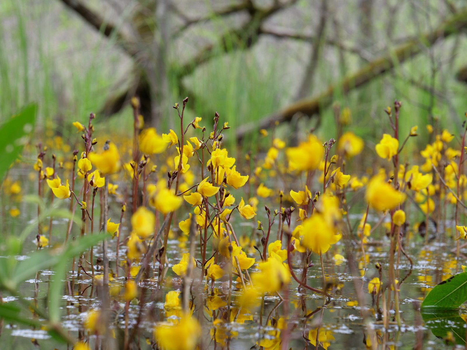 Big Floating Bladderwort: A Comprehensive Guide to Cultivating Utricularia inflata