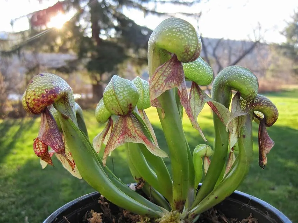 Cobra Lily: A Detailed Guide to Cultivating and Caring for Darlingtonia californica