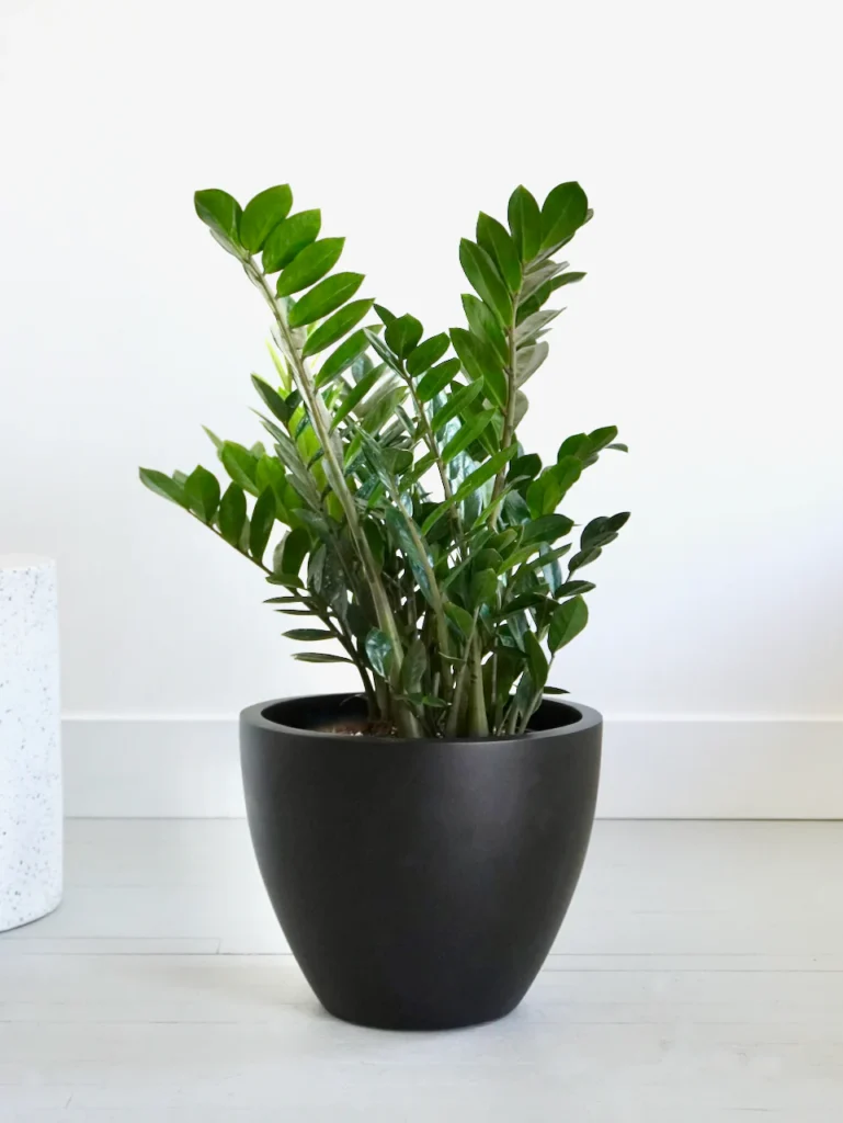 ZZ Plant: A Comprehensive Guide to Thriving with Zamioculcas Zamiifolia