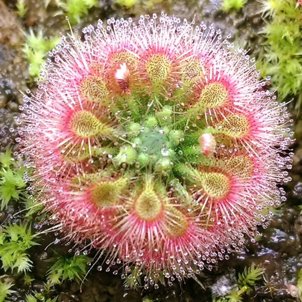 Australian Sundew: A Comprehensive Guide to Growing and Caring for Drosera