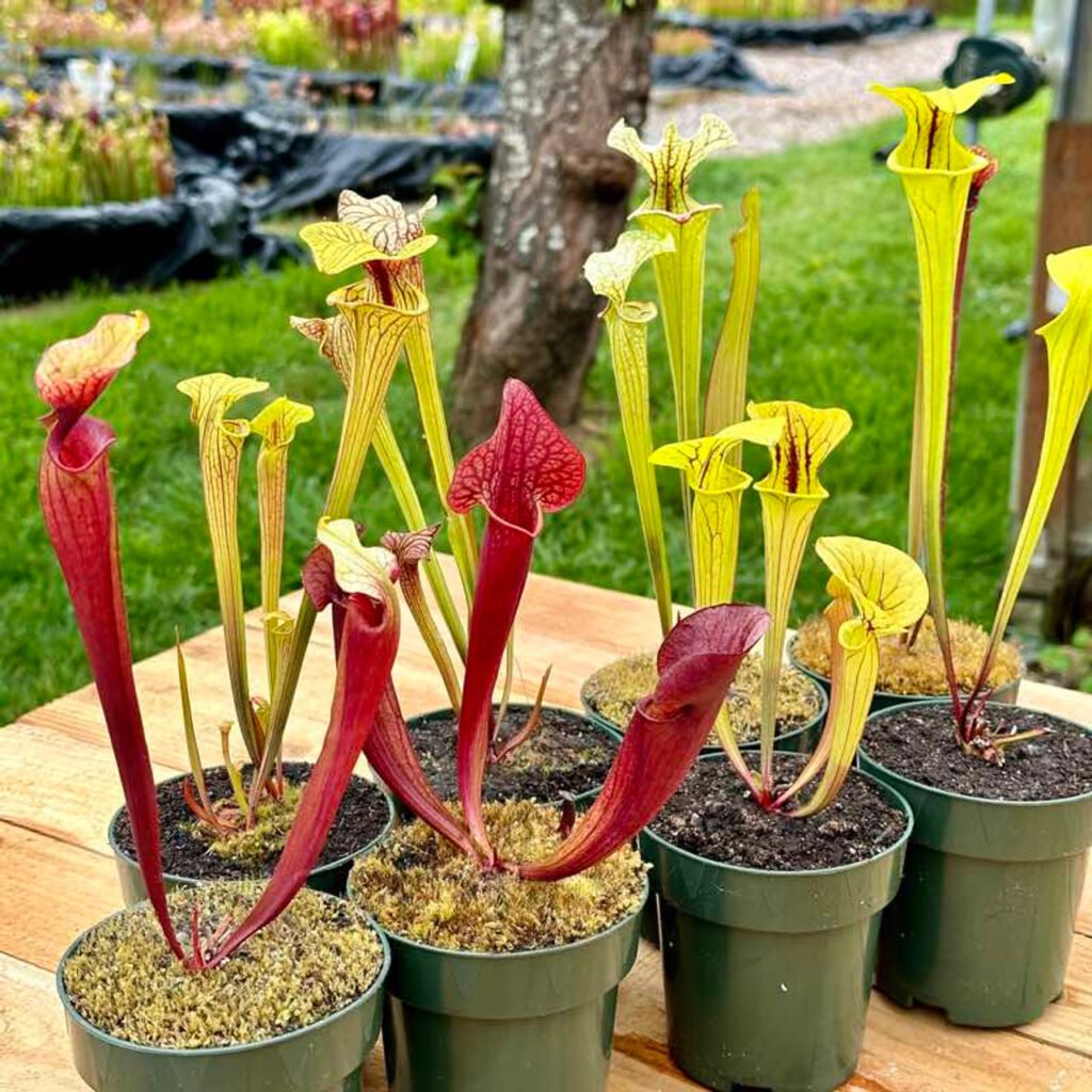 Yellow Pitcher Plant: A Comprehensive Guide to Care and Cultivation