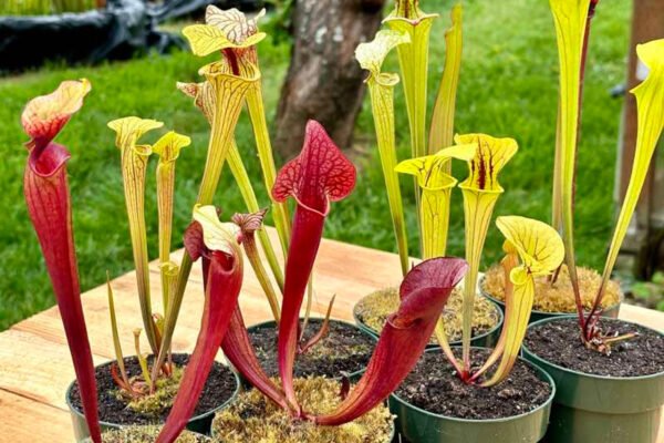 Yellow Pitcher Plant: A Comprehensive Guide to Care and Cultivation