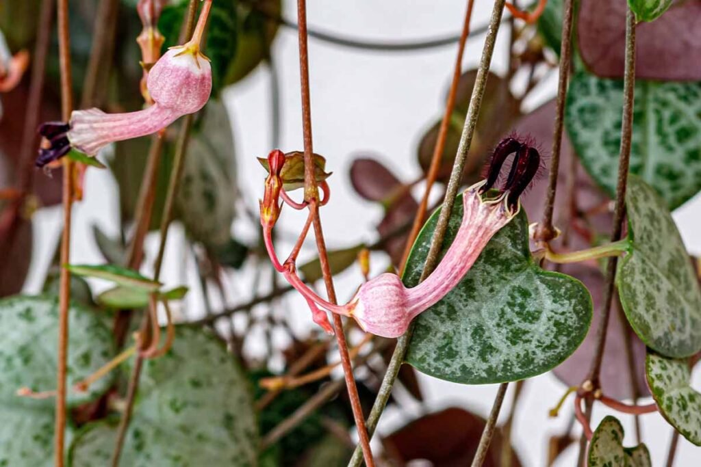 Discovering the Elegance of String of Hearts: Comprehensive Care, Propagation, and Decorating Tips