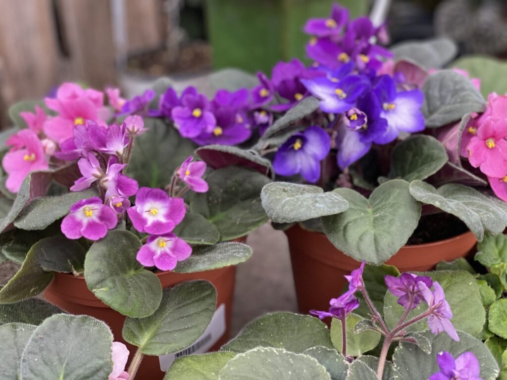 Nurturing the Delicate Beauty of African Violets: Strategies for Growth and Bloom