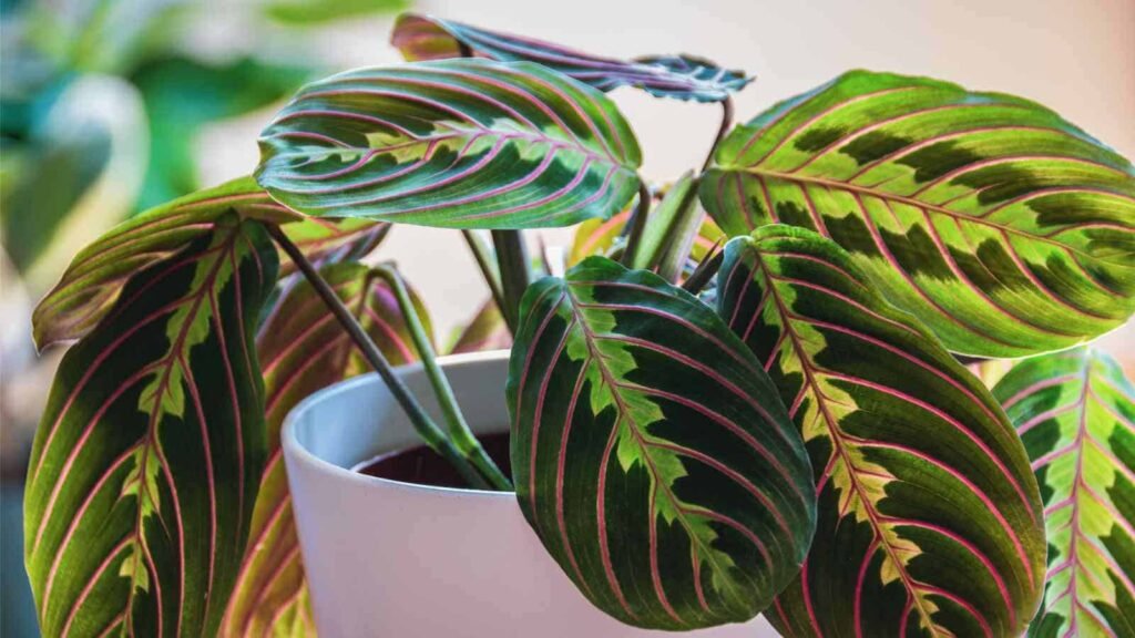 Prayer Plant: An In-Depth Guide to Maranta leuconeura