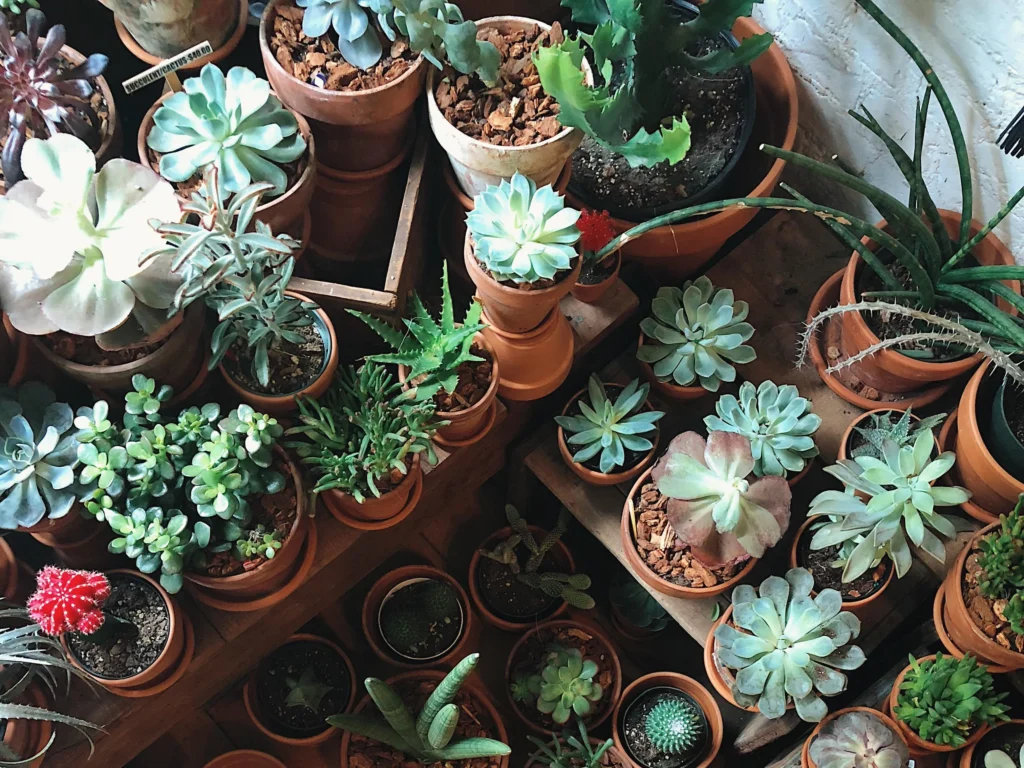 Succulents: The Ultimate Guide to Cultivating Low-Maintenance Wonders