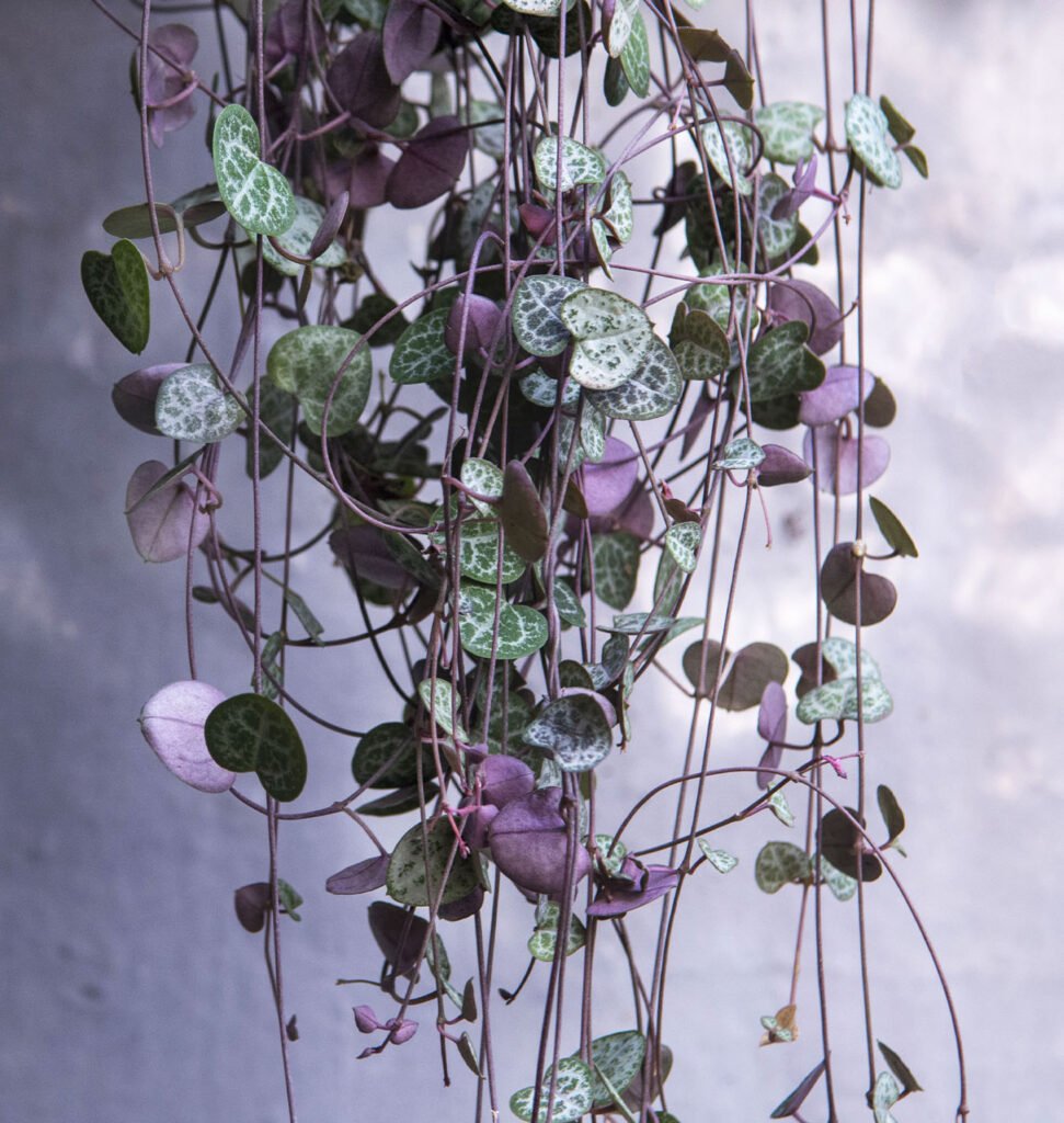 Discovering the Elegance of String of Hearts: Comprehensive Care, Propagation, and Decorating Tips