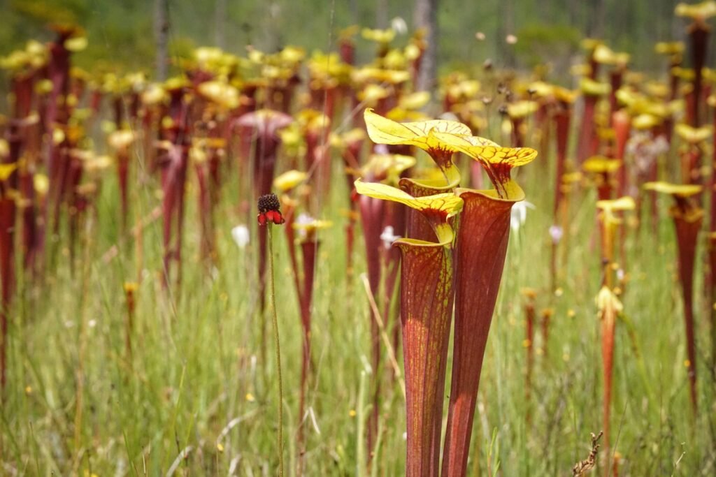 Yellow Pitcher Plant: A Comprehensive Guide to Care and Cultivation