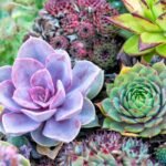 Succulents: The Ultimate Guide to Cultivating Low-Maintenance Wonders