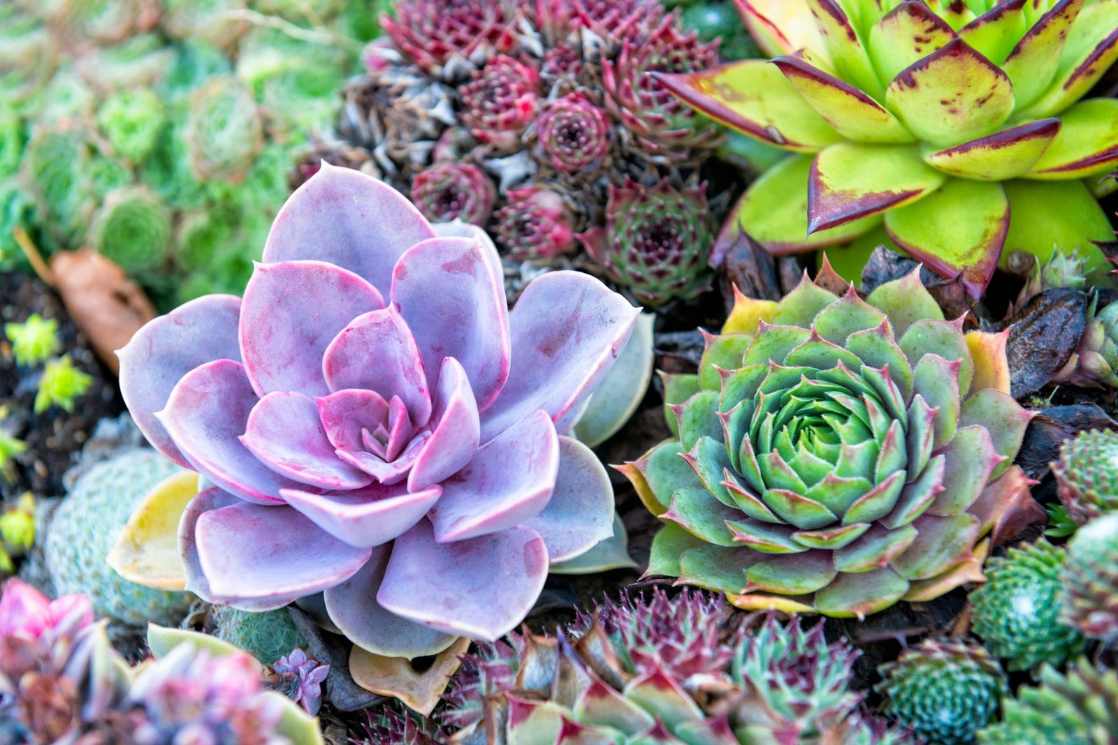 Succulents: The Ultimate Guide to Cultivating Low-Maintenance Wonders