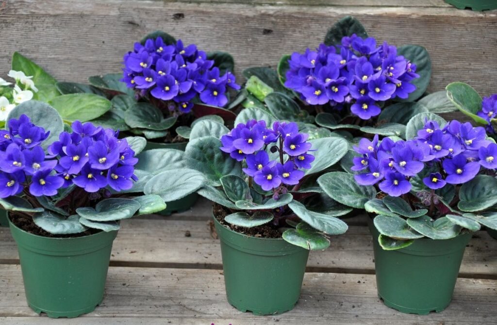 Nurturing the Delicate Beauty of African Violets: Strategies for Growth and Bloom