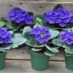 Nurturing the Delicate Beauty of African Violets: Strategies for Growth and Bloom