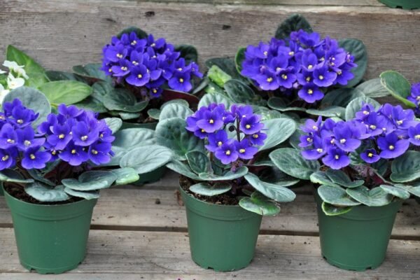 Nurturing the Delicate Beauty of African Violets: Strategies for Growth and Bloom