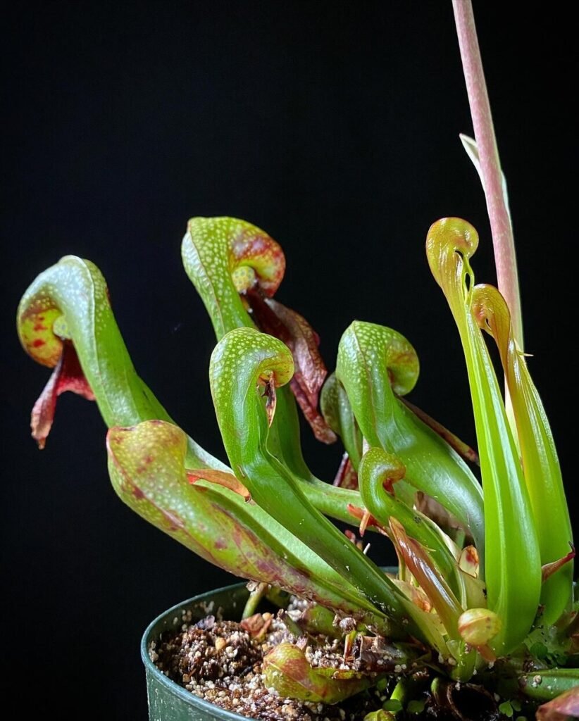 Cobra Lily: A Detailed Guide to Cultivating and Caring for Darlingtonia californica